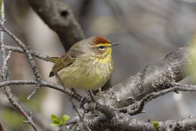 Palm Warbler