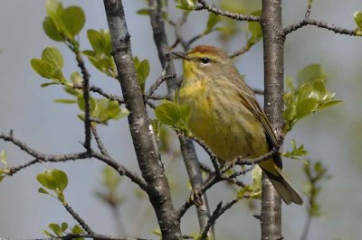 Palm Warbler