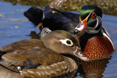 Wood Duck