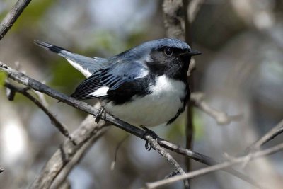 Back-throated Blue Warbler