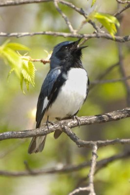 Black-throated Blue Warbler