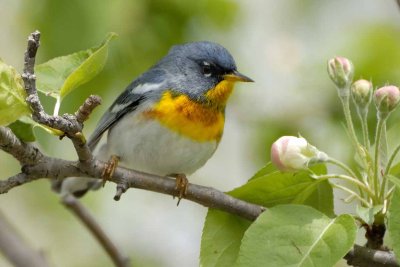 Northern Parula