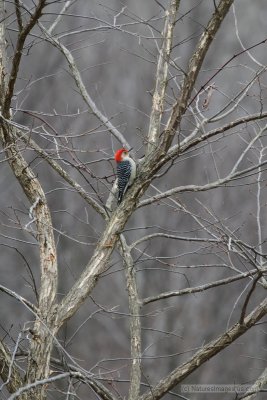 bird.woodpecker.ratio-1.50.30d_img_13712.jpg