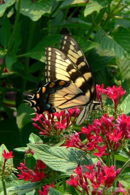 butterfly.swallowtail-flower.ratio-1.50v.p1100028.j2k.jpg