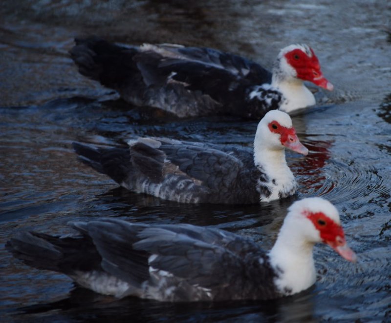 Duck in the middle.JPG