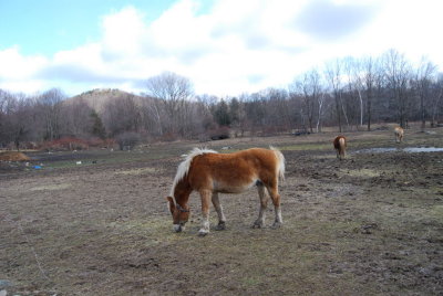 Horse2.JPG
