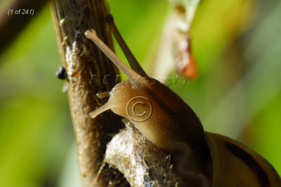 Snail_00.jpg
