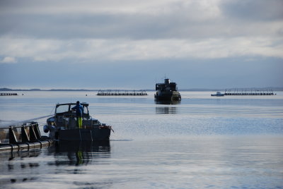 Atlantic Salmon Pond & Old Sydney Ferry