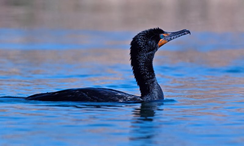 DSC_7657a.jpg