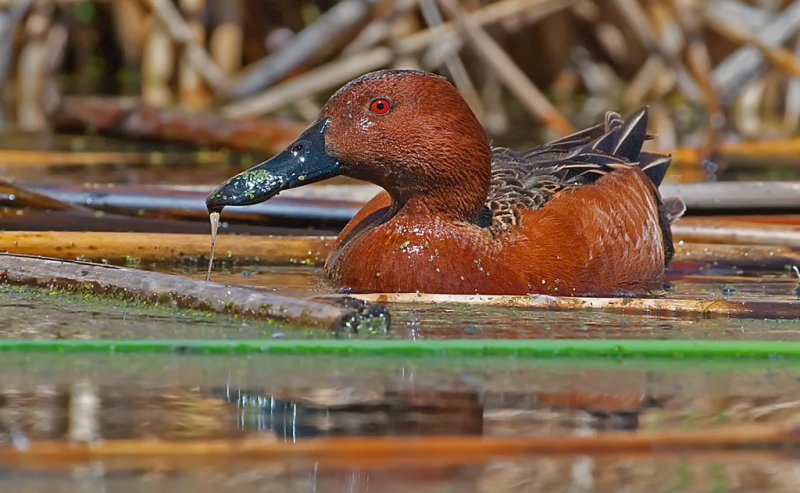 DSC_7833a.jpg