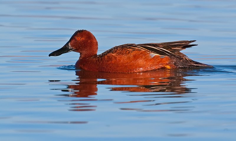 DSC_8437a.jpg