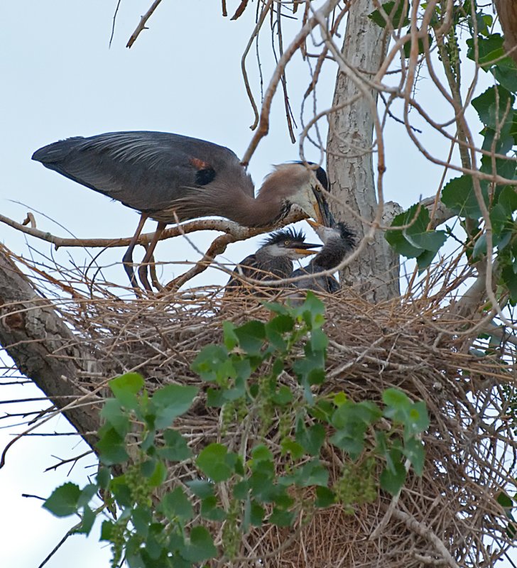 DSC_2498a.jpg
