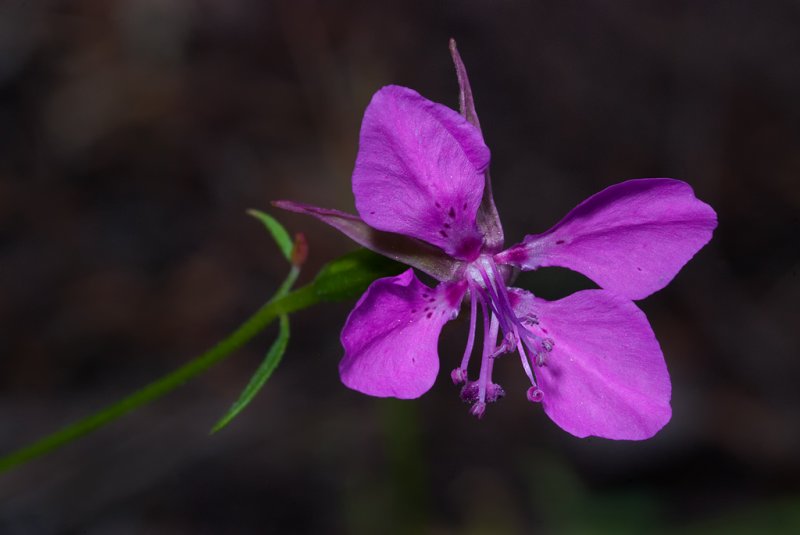 DSC_5424a.jpg