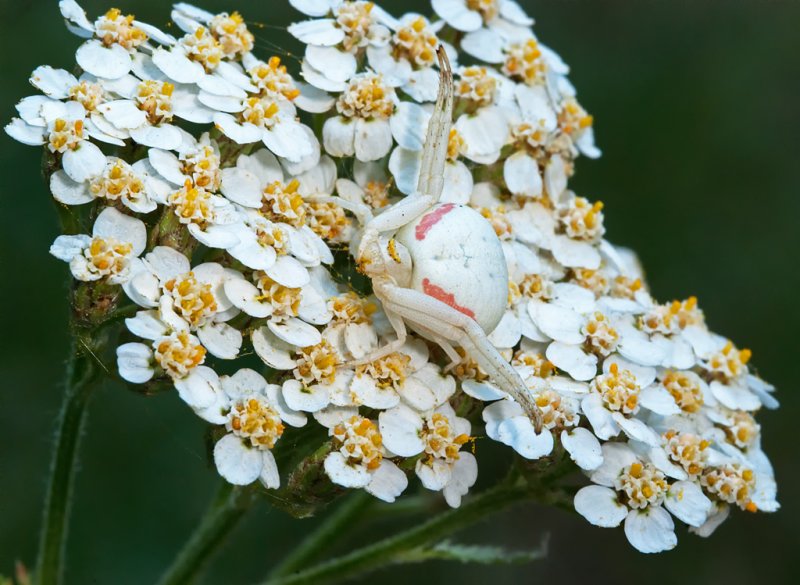 DSC_5717a.jpg