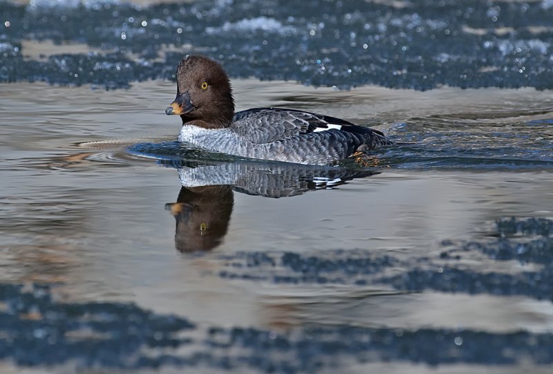 DSC_5245a.jpg
