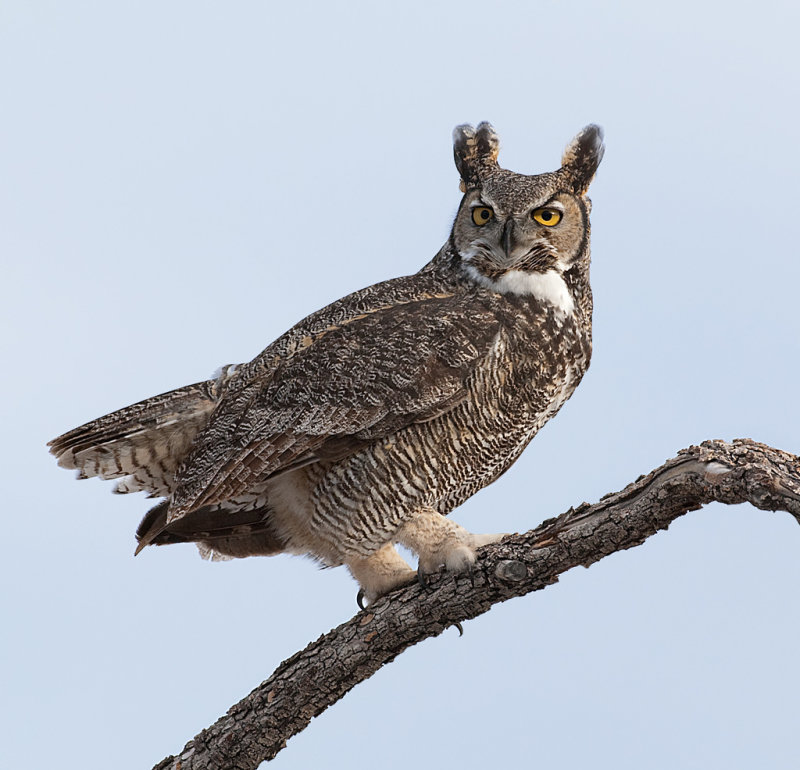 DSC_6123a.jpg