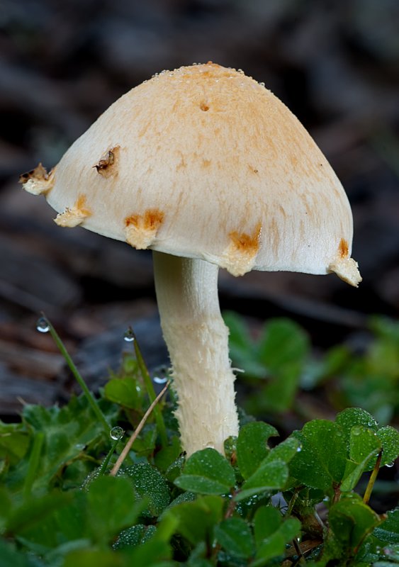 DSC_6947a.jpg