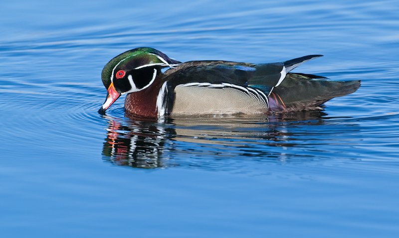 DSC_9314a.jpg