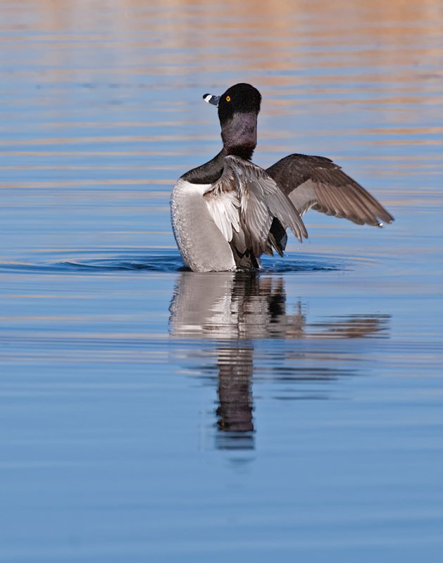 DSC_9401a.jpg