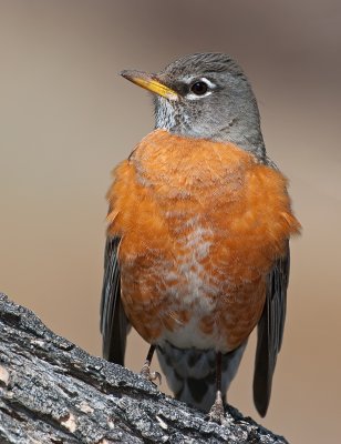 DSC_6178a.jpg