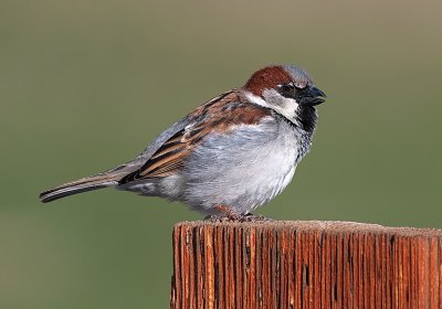 DSC_6403a.jpg