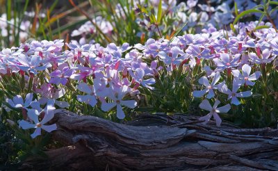 DSC_0538a.jpg