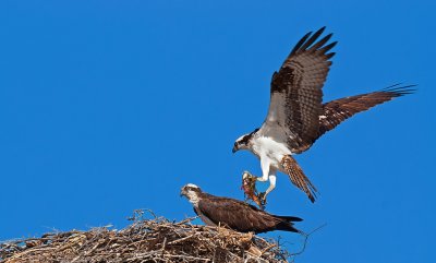 DSC_3976a.jpg