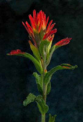 DSC_2034a.jpg