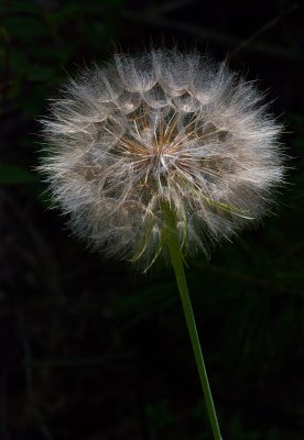DSC_5440a.jpg