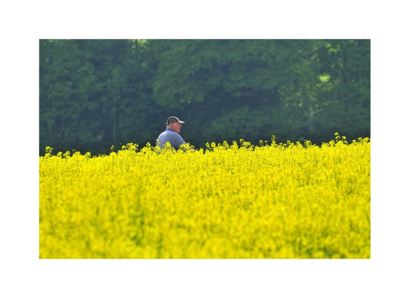 jaune
