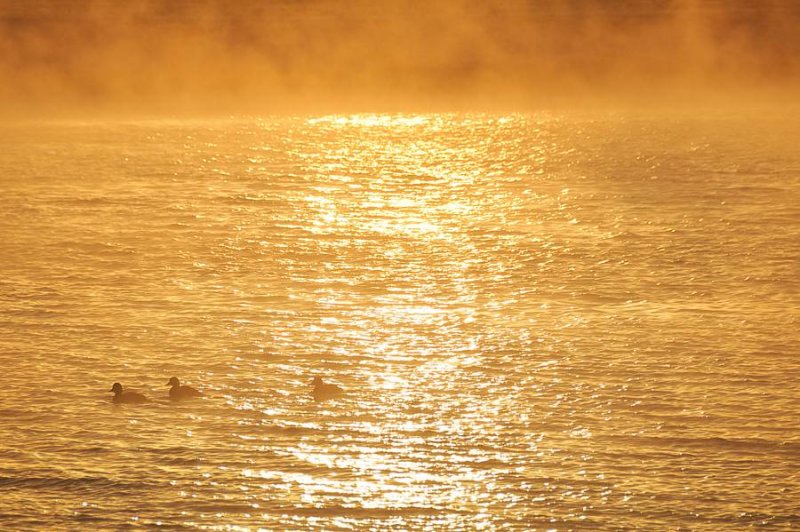 canards congels