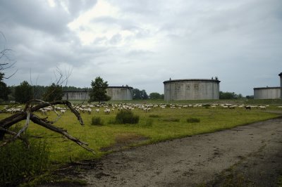 Moutons au ptrole