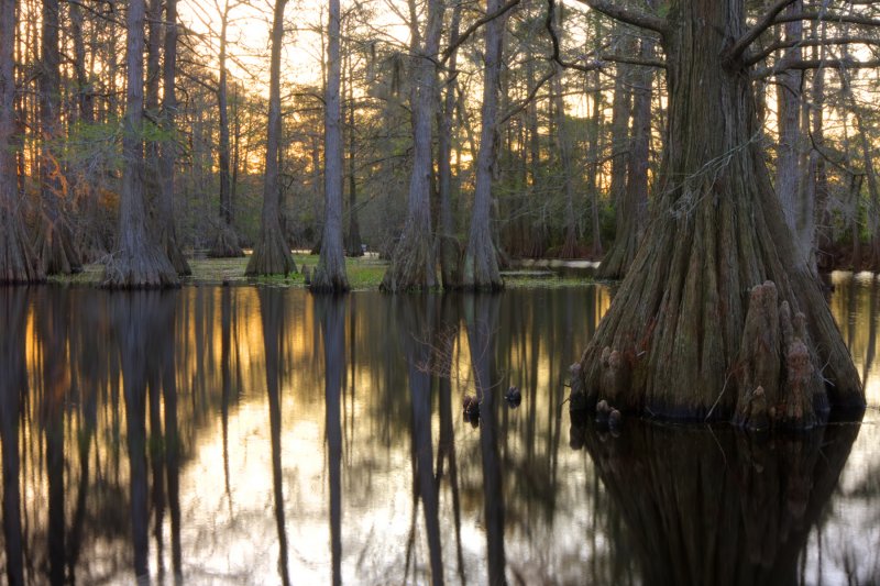 blackcat swamp 2