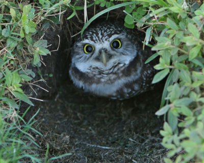 burrowing owl 2.jpg