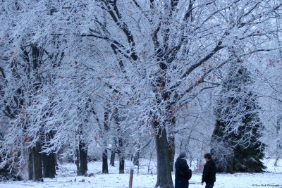 Flocked Trees  East Peoria Illinois