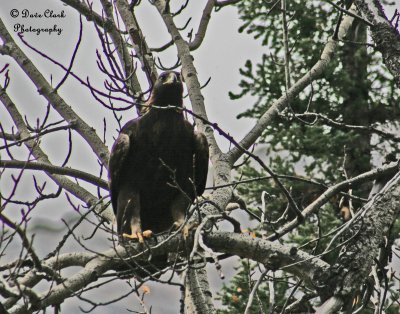 Golden Eagle