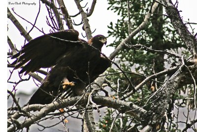 Golden Eagle