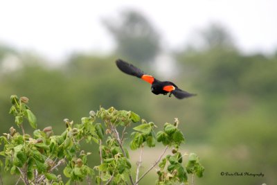 Red wing Blackbird
