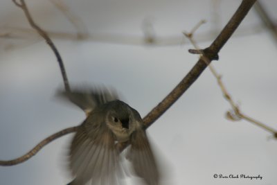 Tufted Titmouse takeoff