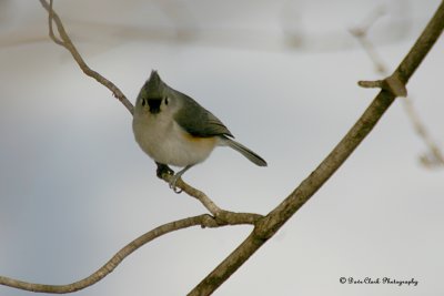 Tufted Titmouse