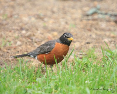 American Robin