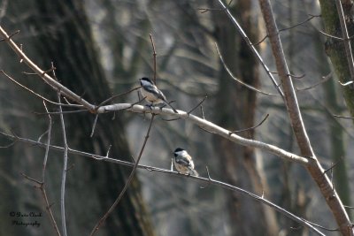 Black Capped  Chickadees