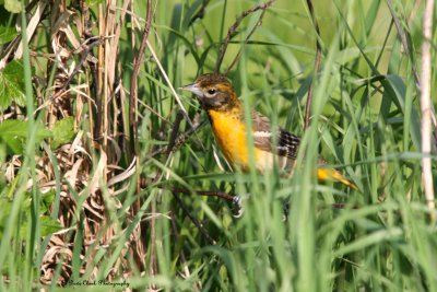First Spring Baltimore Oriole