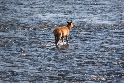 Elk Calf crossing the Madison river in Yellowstone