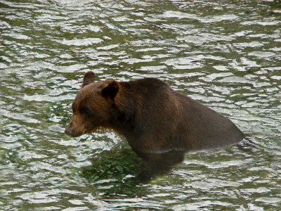 Grizzly Bear at Fish Creek near Hyder, Alaska