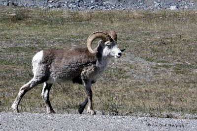 Stone Sheep Ram at Stone Mtn.