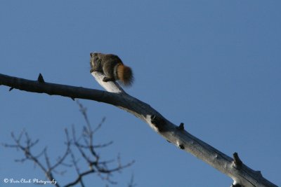 Squirrel canada