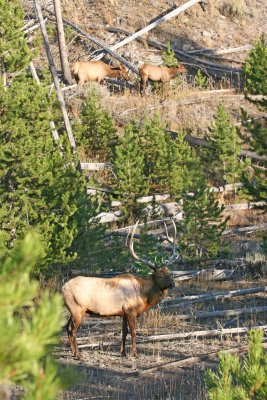 Bull Cow Calf Elk Yellowstone
