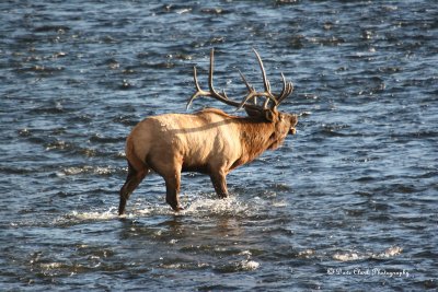 Bull ELK crossing Madison R. Yellowstone