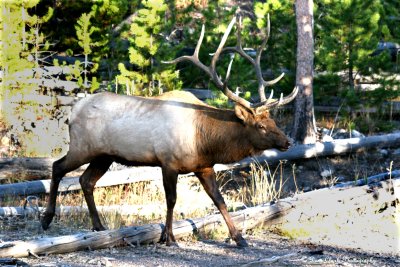 Bull Elk  Yellowstone